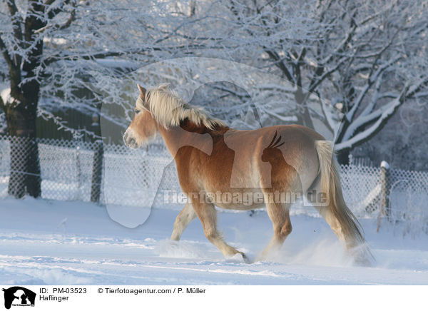 Haflinger / Haflinger / PM-03523