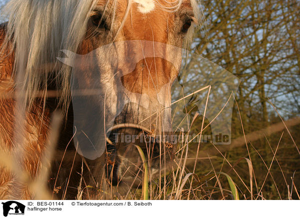 Haflinger / haflinger horse / BES-01144