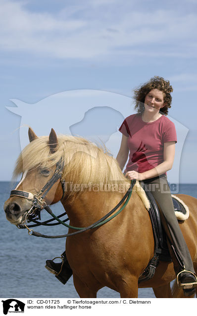 Frau reitet Haflinger / woman rides haflinger horse / CD-01725
