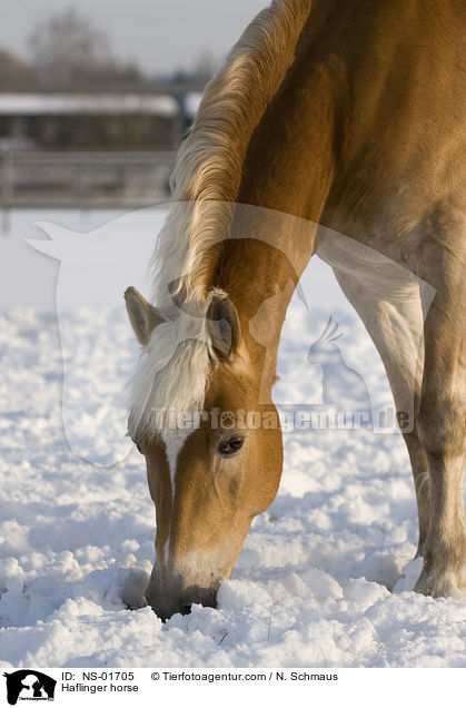 Haflinger / Haflinger horse / NS-01705