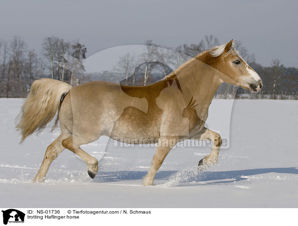 trabender Haflinger / trotting Haflinger horse / NS-01736