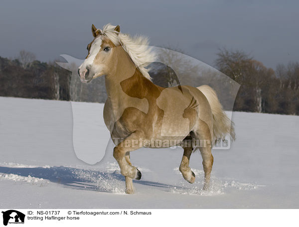 trabender Haflinger / trotting Haflinger horse / NS-01737