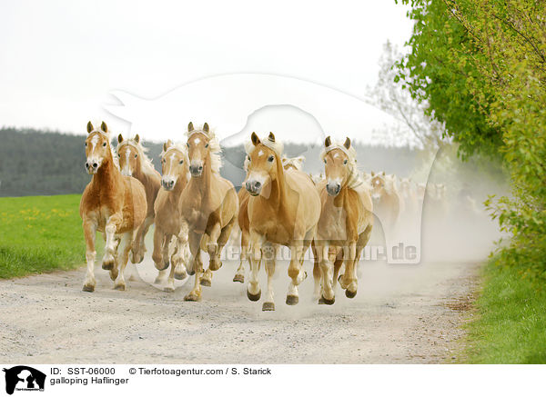 galoppierende Haflinger / galloping Haflinger / SST-06000