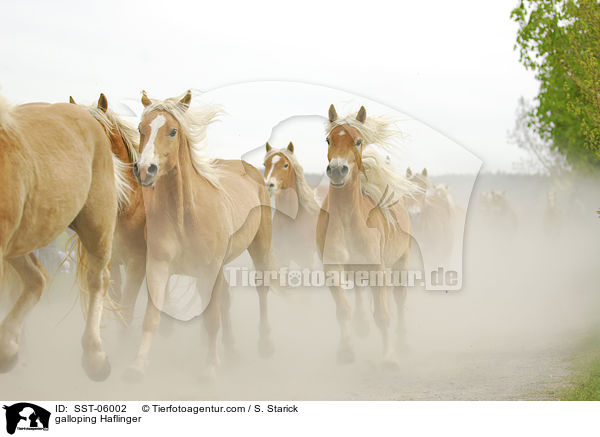 galoppierende Haflinger / galloping Haflinger / SST-06002