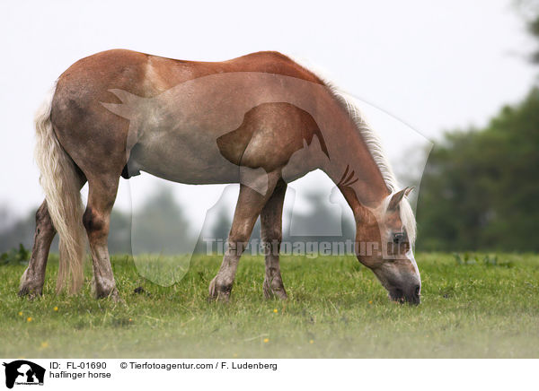 Haflinger / haflinger horse / FL-01690