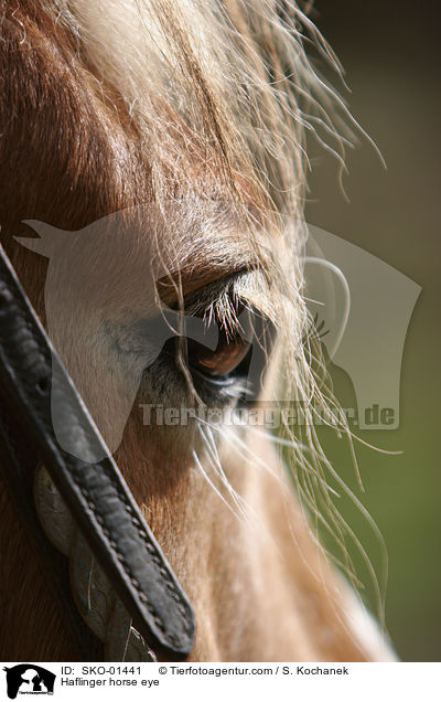 Haflinger Auge / Haflinger horse eye / SKO-01441