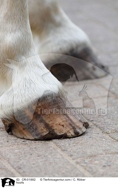 Hufe / hoofs / CR-01882