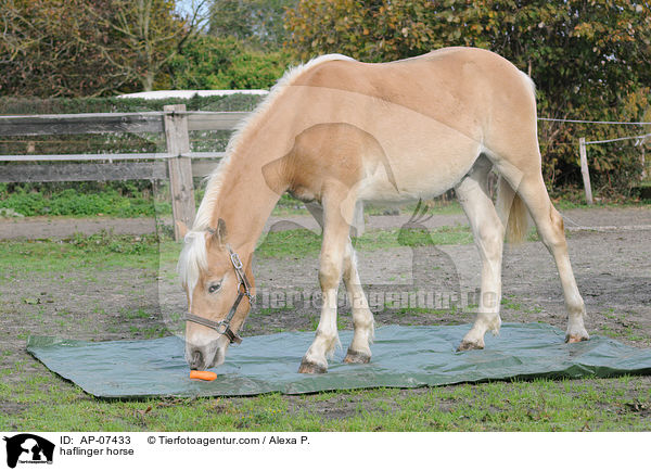 Haflinger / haflinger horse / AP-07433