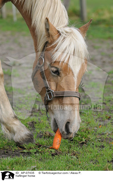 Haflinger / haflinger horse / AP-07435