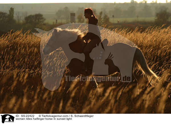 Frau reitet Haflinger / woman rides haflinger horse / SS-22422