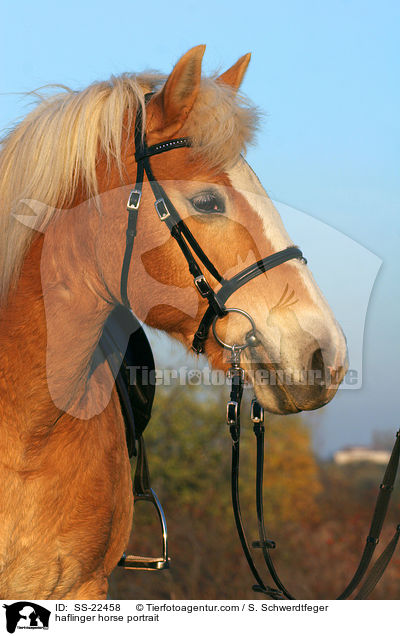 Haflinger Portrait / haflinger horse portrait / SS-22458