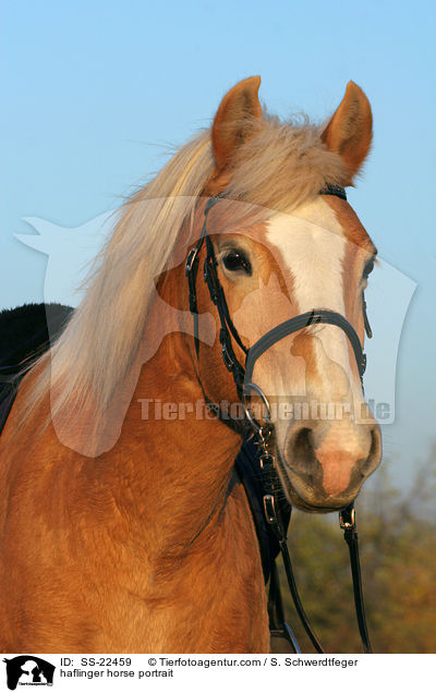 Haflinger Portrait / haflinger horse portrait / SS-22459