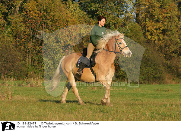 woman rides haflinger horse / SS-22477