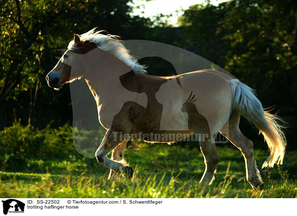 trabender Haflinger / trotting haflinger horse / SS-22502