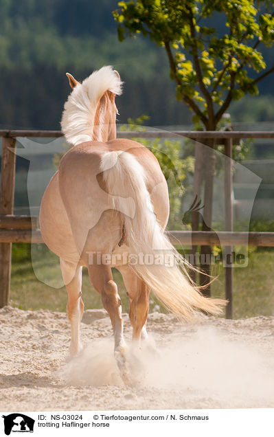 trabender Haflinger / trotting Haflinger horse / NS-03024