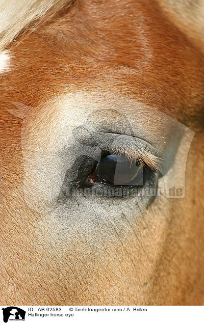 Haflinger horse eye / AB-02583