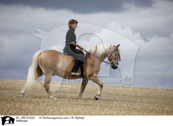 Haflinger / Haflinger / RR-37924