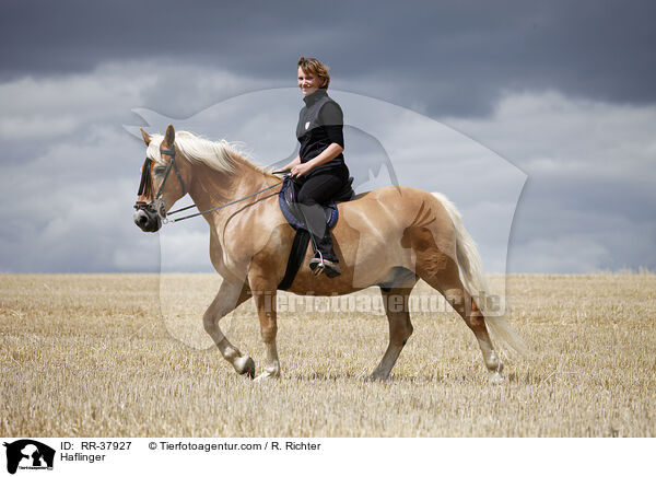 Haflinger / Haflinger / RR-37927