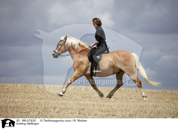 trabender Haflinger / trotting Haflinger / RR-37935