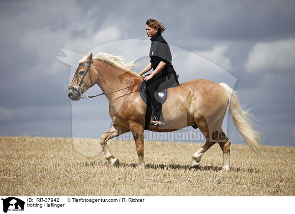 trabender Haflinger / trotting Haflinger / RR-37942