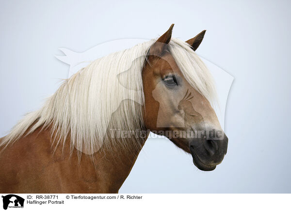 Haflinger Portrait / RR-38771