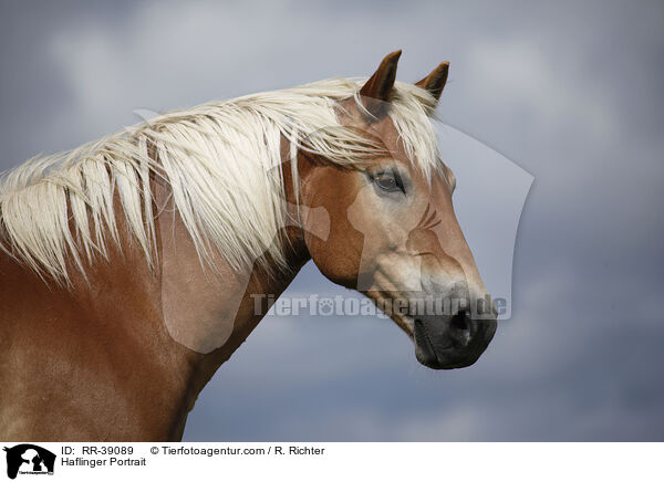 Haflinger Portrait / RR-39089