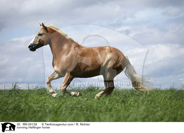 running Haflinger horse / RR-39138