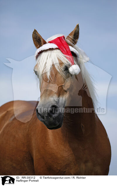 Haflinger Portrait / Haflinger Portrait / RR-39312