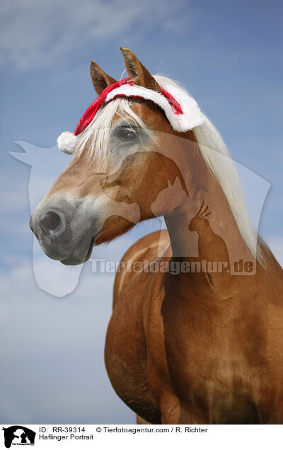 Haflinger Portrait / Haflinger Portrait / RR-39314