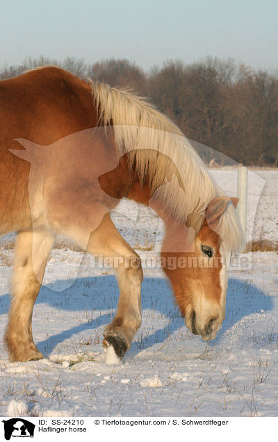 scharrender Haflinger / Haflinger horse / SS-24210