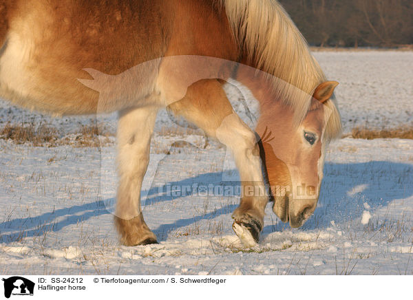 scharrender Haflinger / Haflinger horse / SS-24212