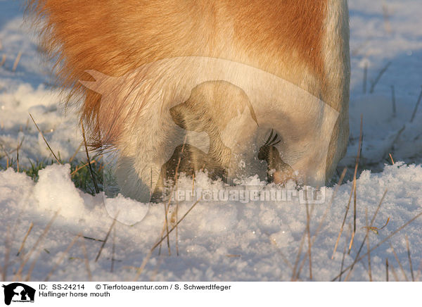 Haflinger Maul / Haflinger horse mouth / SS-24214