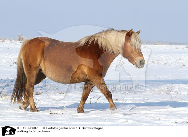 walking haflinger horse / SS-26607