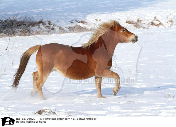 trabender Haflinger / trotting haflinger horse / SS-26629