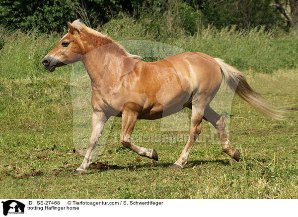 trabender Haflinger / trotting Haflinger horse / SS-27468