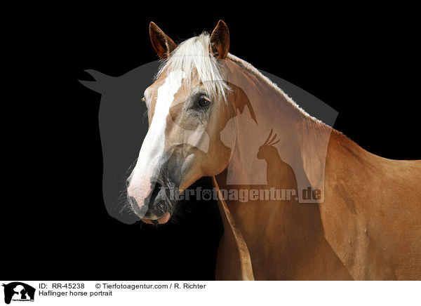 Haflinger Portrait / Haflinger horse portrait / RR-45238