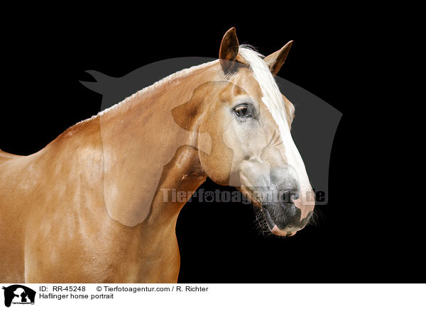 Haflinger Portrait / Haflinger horse portrait / RR-45248