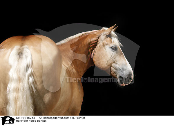 Haflinger Portrait / Haflinger horse portrait / RR-45253