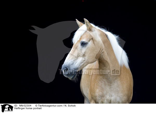 Haflinger Portrait / Haflinger horse portrait / NN-02304