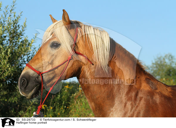 Haflinger Portrait / Haflinger horse portrait / SS-28733