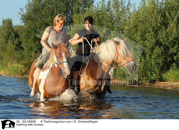 baden mit Pferden / bathing with horses / SS-28886