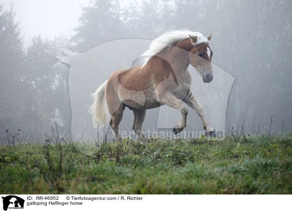 galoppierender Haflinger / galloping Haflinger horse / RR-46952