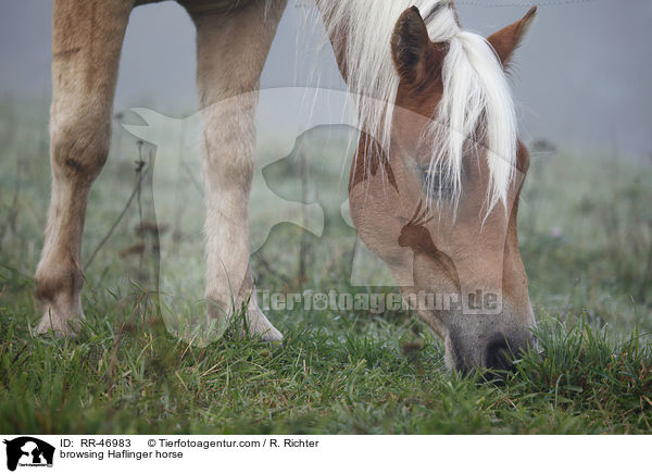 grasender Haflinger / browsing Haflinger horse / RR-46983