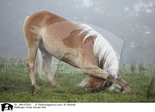 Haflinger zeigt Kunststck / Haflinger horse shows trick / RR-47022