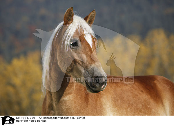 Haflinger Portrait / Haflinger horse portrait / RR-47030