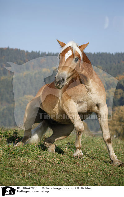 Haflinger steht auf / Haflinger horse get up / RR-47033