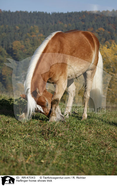 Haflinger zeigt Kunststck / Haflinger horse shows trick / RR-47043