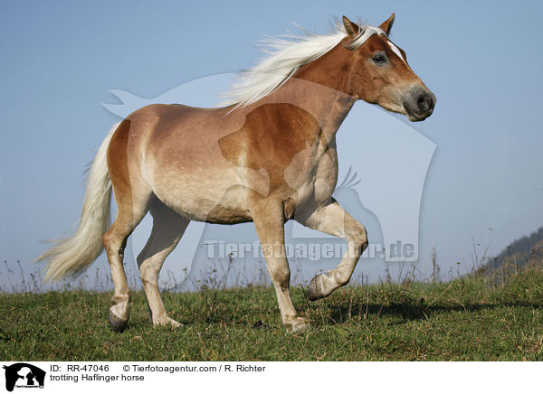 trabender Haflinger / trotting Haflinger horse / RR-47046