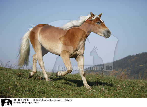 trabender Haflinger / trotting Haflinger horse / RR-47047