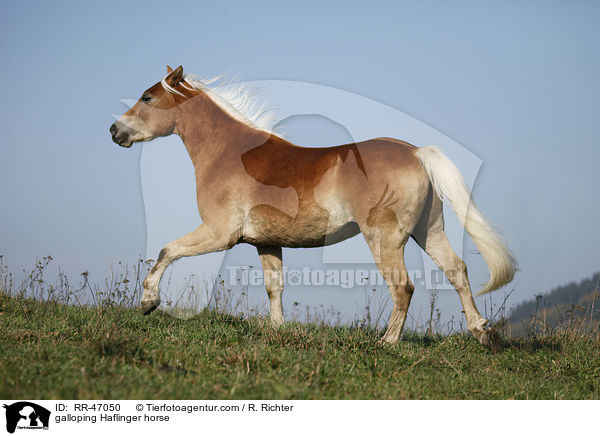 galoppierender Haflinger / galloping Haflinger horse / RR-47050